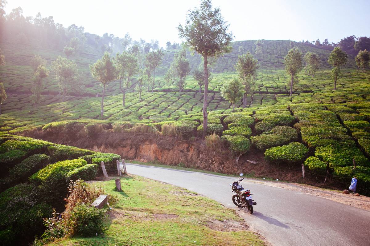 Tea fields and a road near Munnar