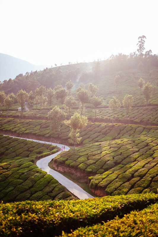 India tea fields and hill road print study