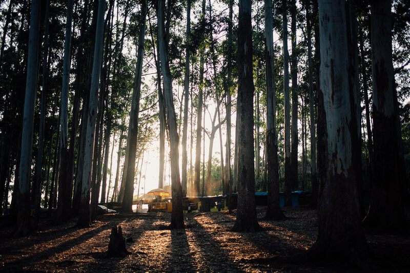 Tall eucalyptus trees catch hard sun in the Munnar high country near Top Station.