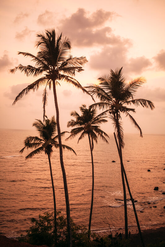Palm trees silhouette above warm Goa water at sunset.