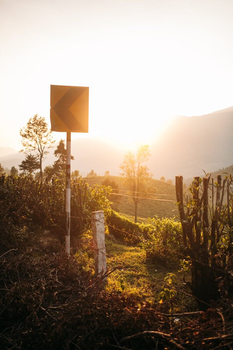 Munnar Top Station tea fields wrap around a sunlit hill road in Kerala, with the bend only guiding the eye.