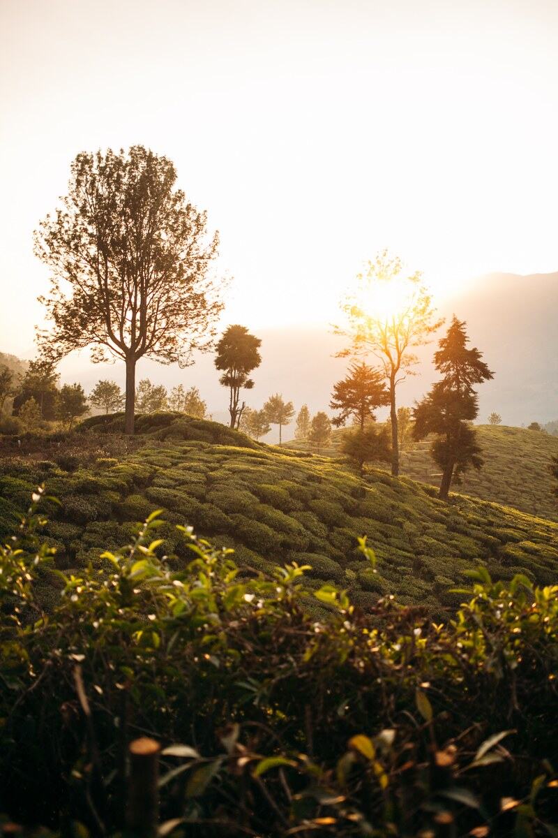 Low sun hits tea rows and a lone tree in the Munnar high country at Top Station.