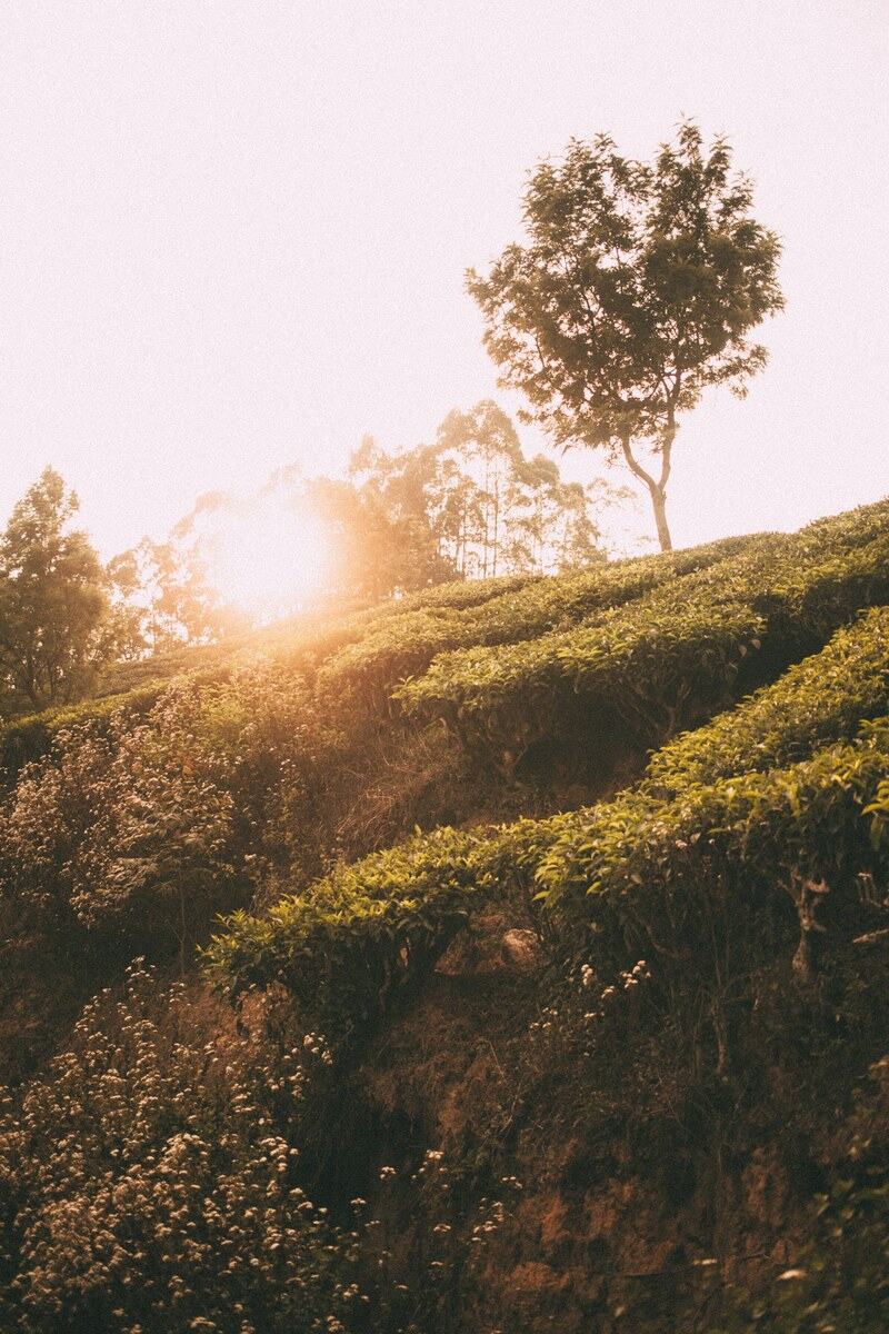 Sun breaks through tea fields and hill trees near Munnar Top Station in Kerala.