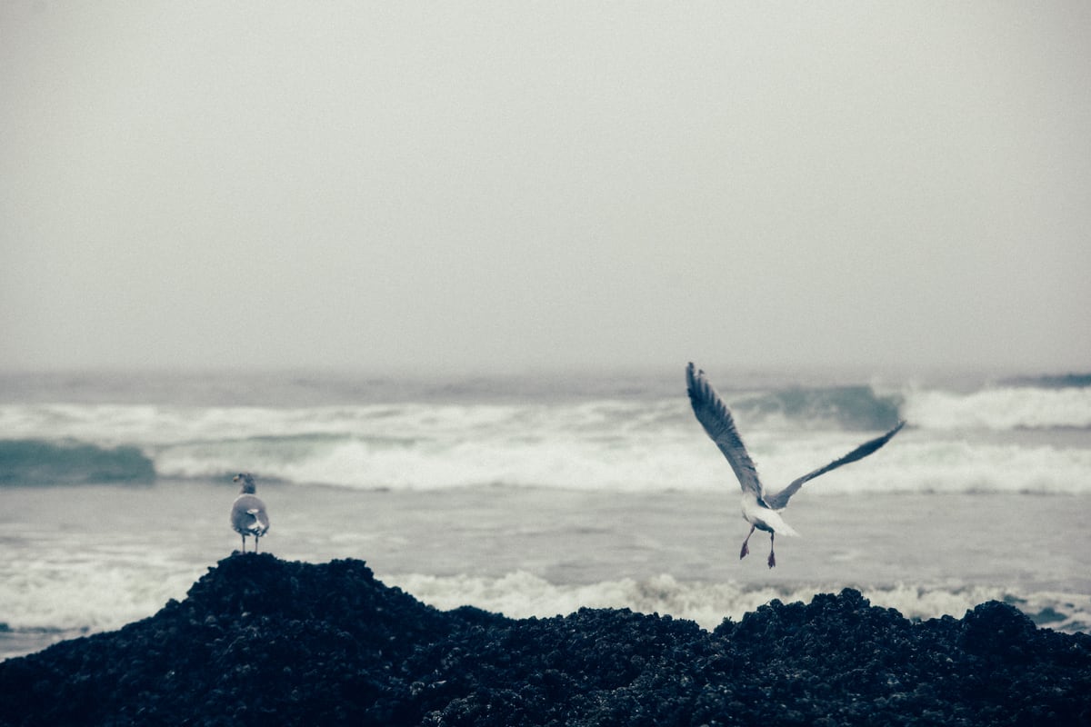 A gull lifts from black coastal rock with heavy Pacific surf behind it.