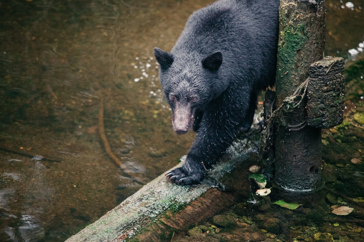A black bear climbs over coastal wood in the Vancouver Island forest.