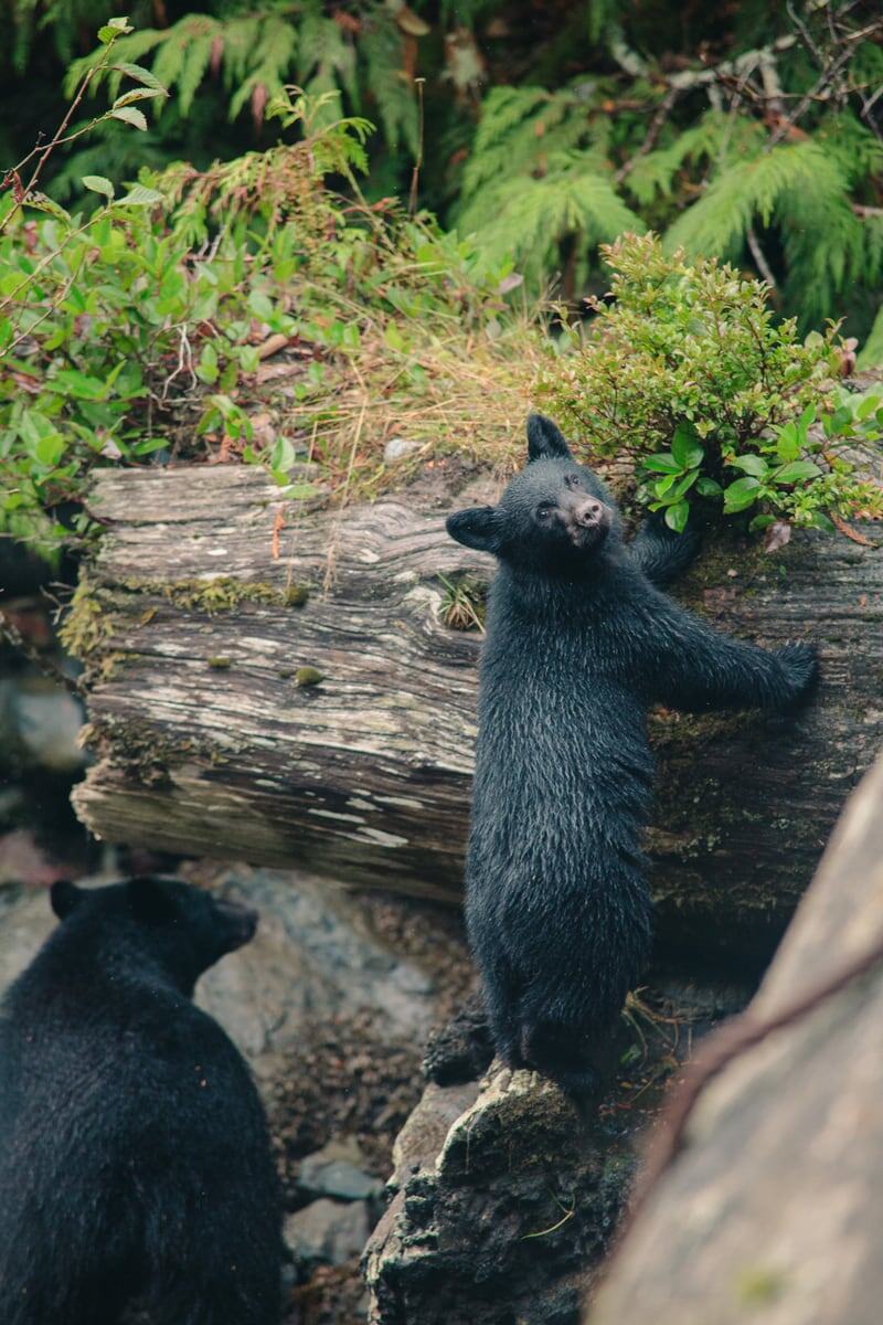 A black bear cub pauses beside green coastal water and driftwood, with its mother just behind.