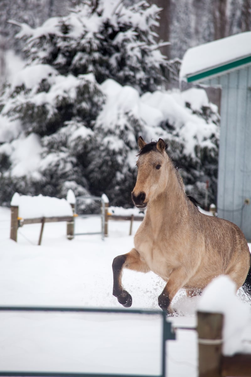 A light horse lifts through winter snow near Grindrod and Enderby, BC, in an equestrian print study.