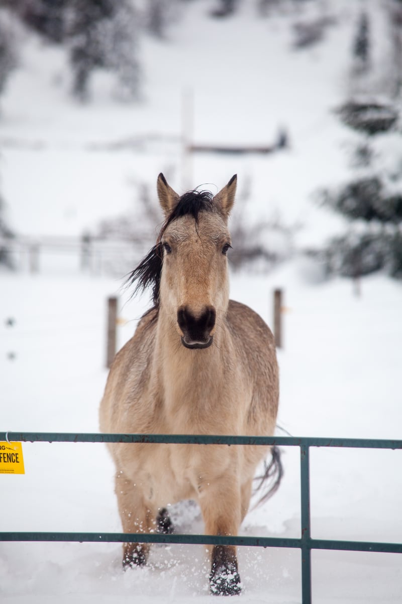 A horse faces the camera through a snowy fence line near Grindrod and Enderby, BC.