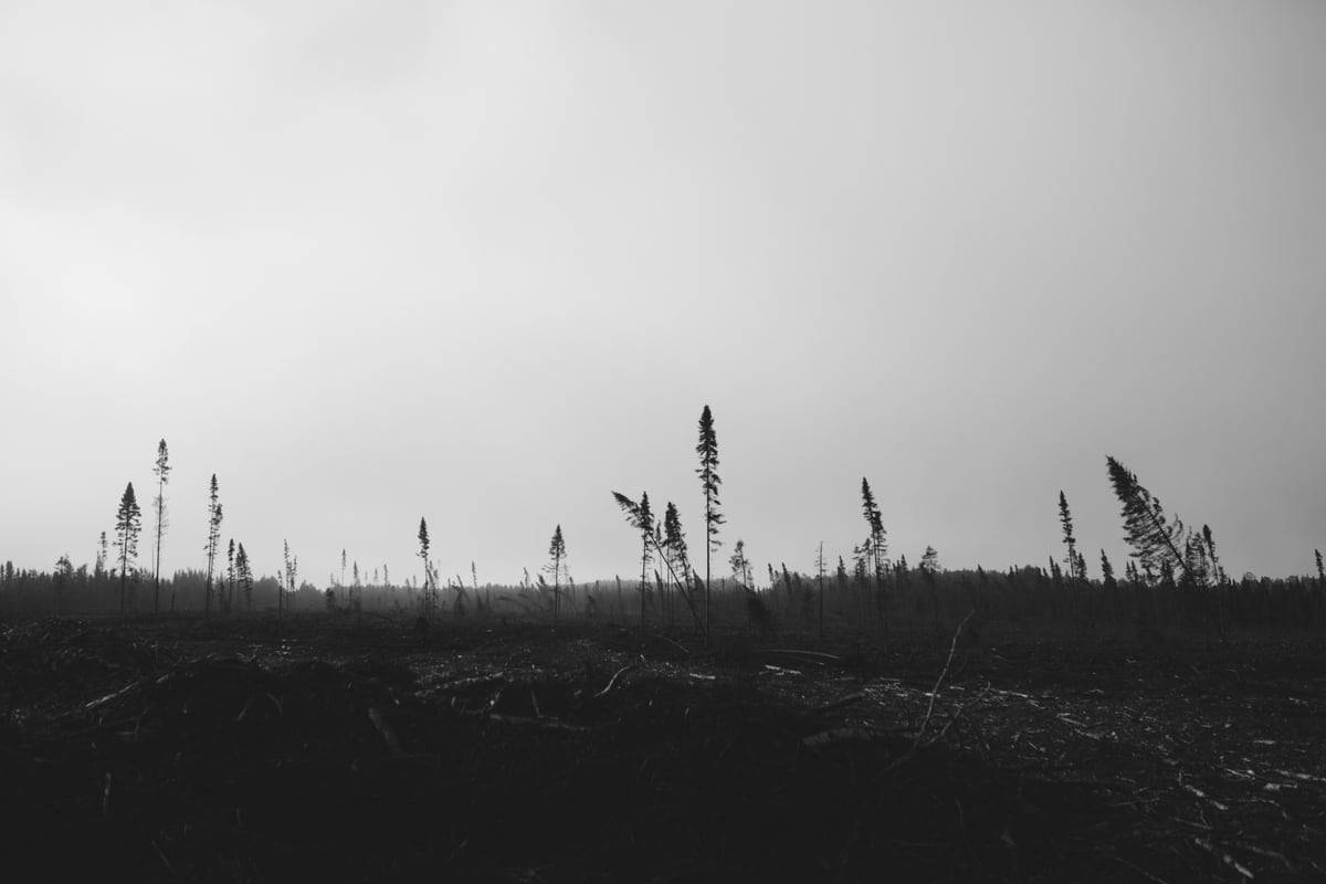 A black-and-white cut block outside Thunder Bay, stark against low sky.