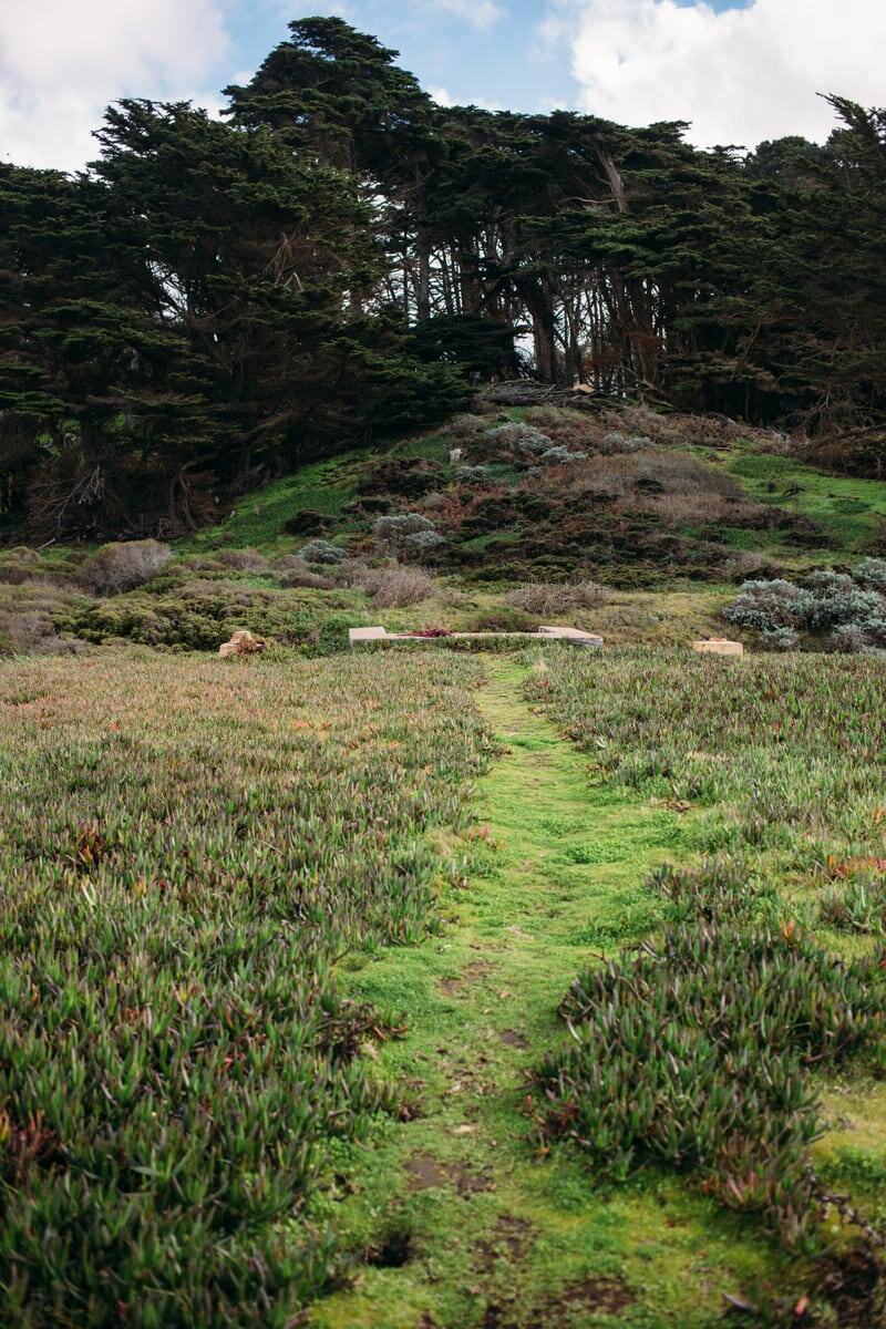 Wind-bent cypress and a narrow green path along the San Francisco coast.