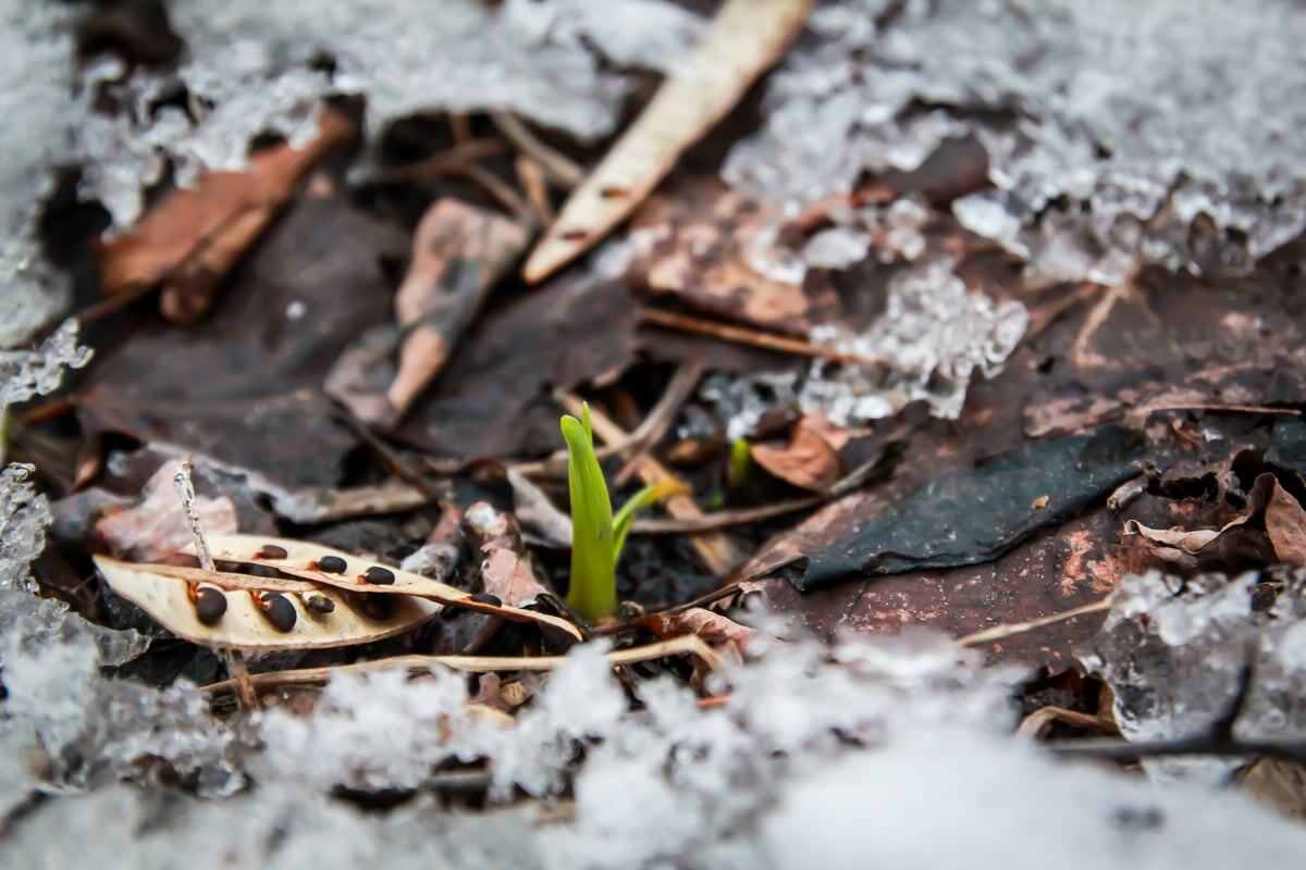 New green growth pushes through melting Peterborough snow, leaves and early spring debris.