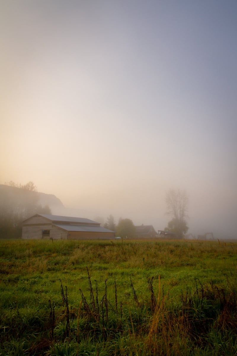 Morning fog softens a farm field, tree and fence line near Grindrod and Enderby, BC.