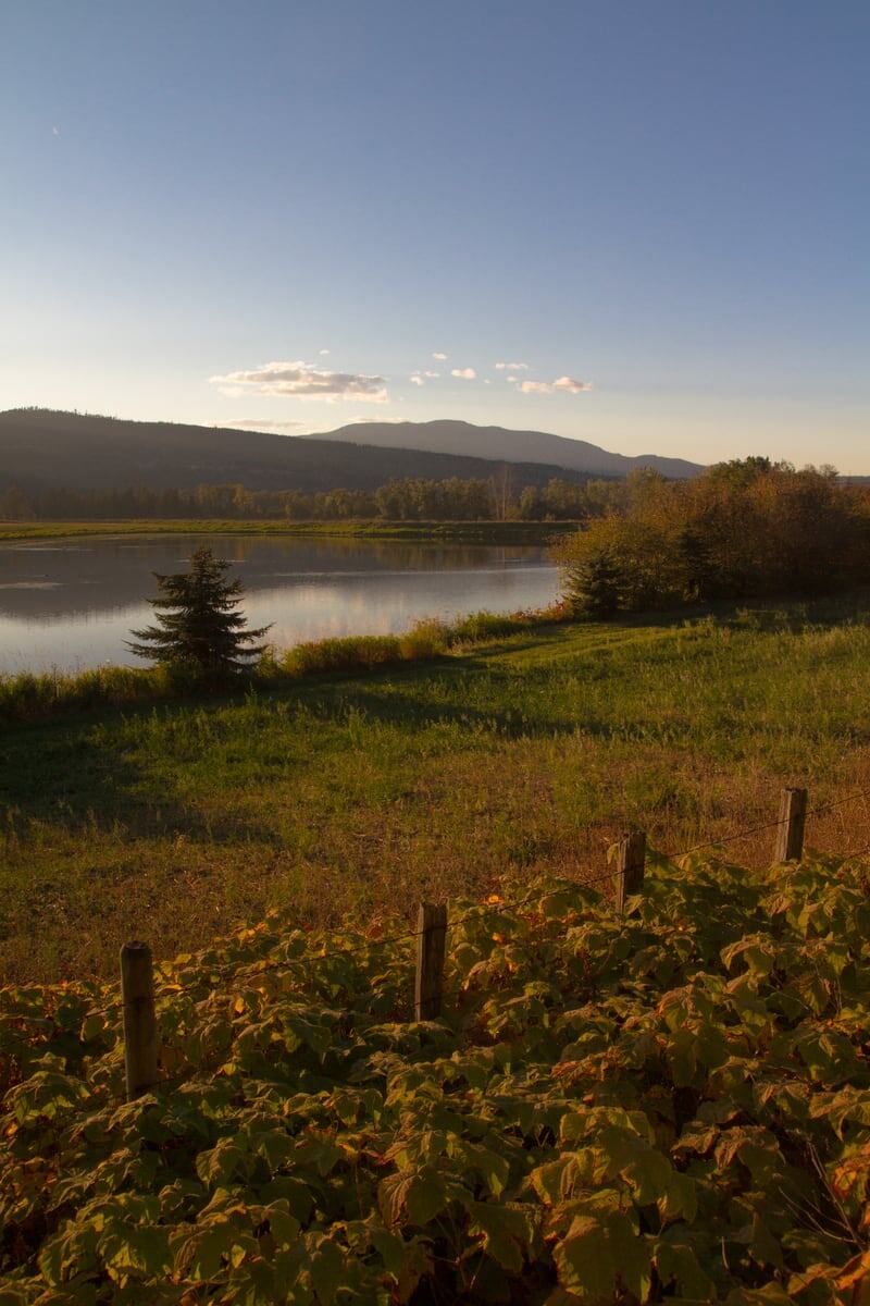 A lake edge and rows of vines sit beneath a clear mountain sky near Grindrod and Enderby, BC.