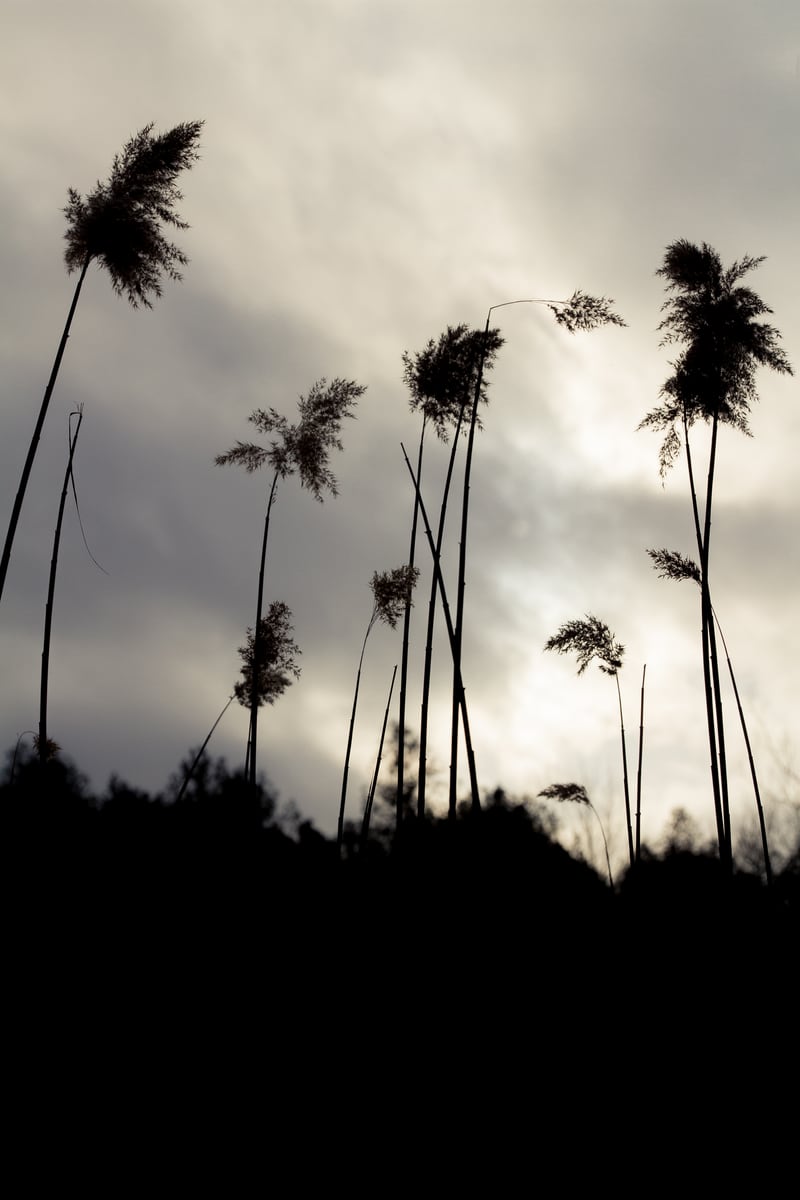 Tall thistles turn into graphic silhouettes against a pale winter sky.
