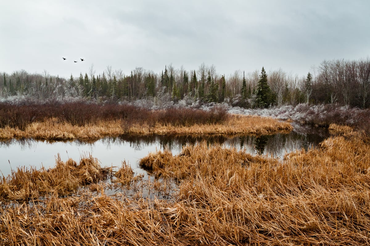 Birds cross above a quiet Peterborough marsh of winter reeds and brown grass.