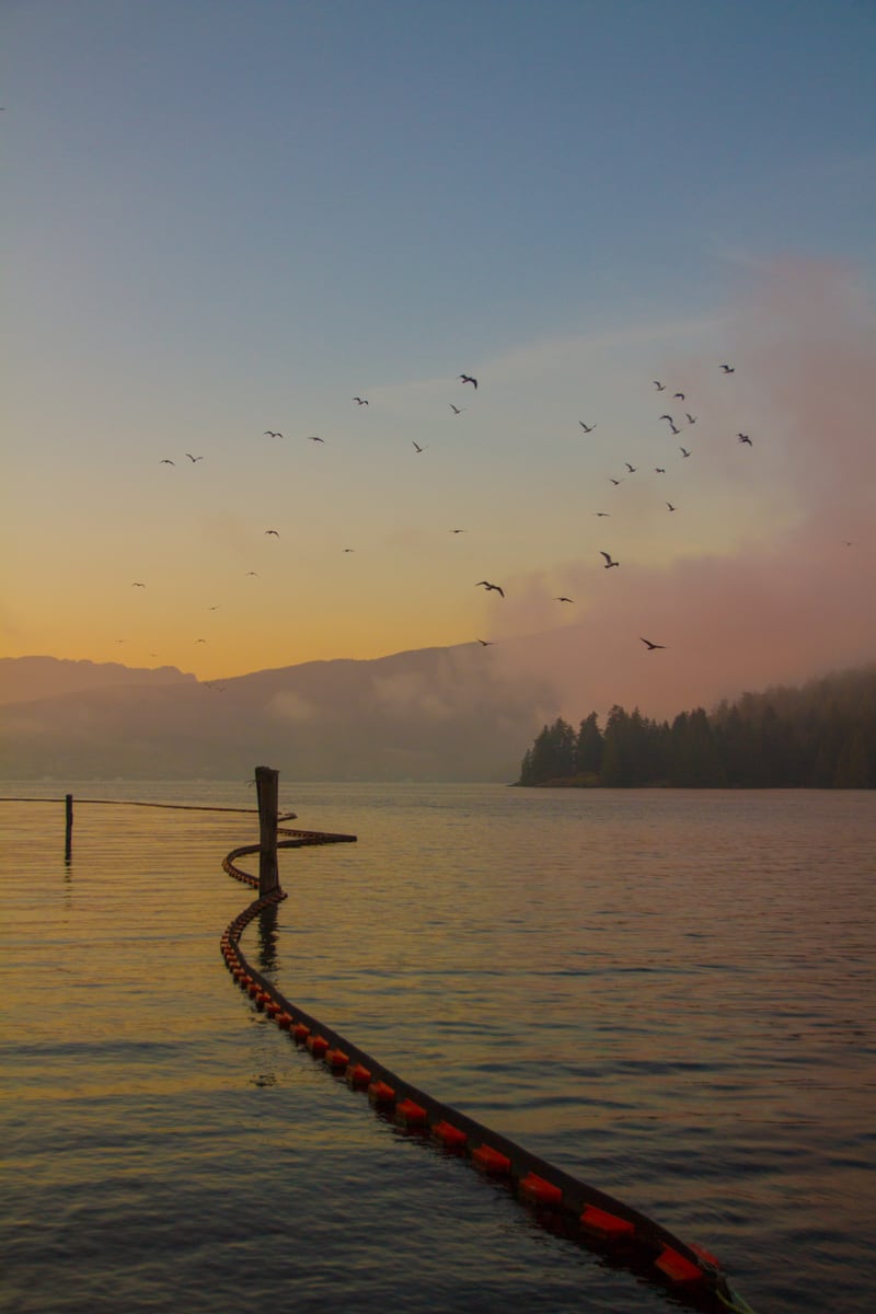 Birds cross a pastel sunrise sky above a curved dock and still water near Lougheed Highway in Port Coquitlam, BC.