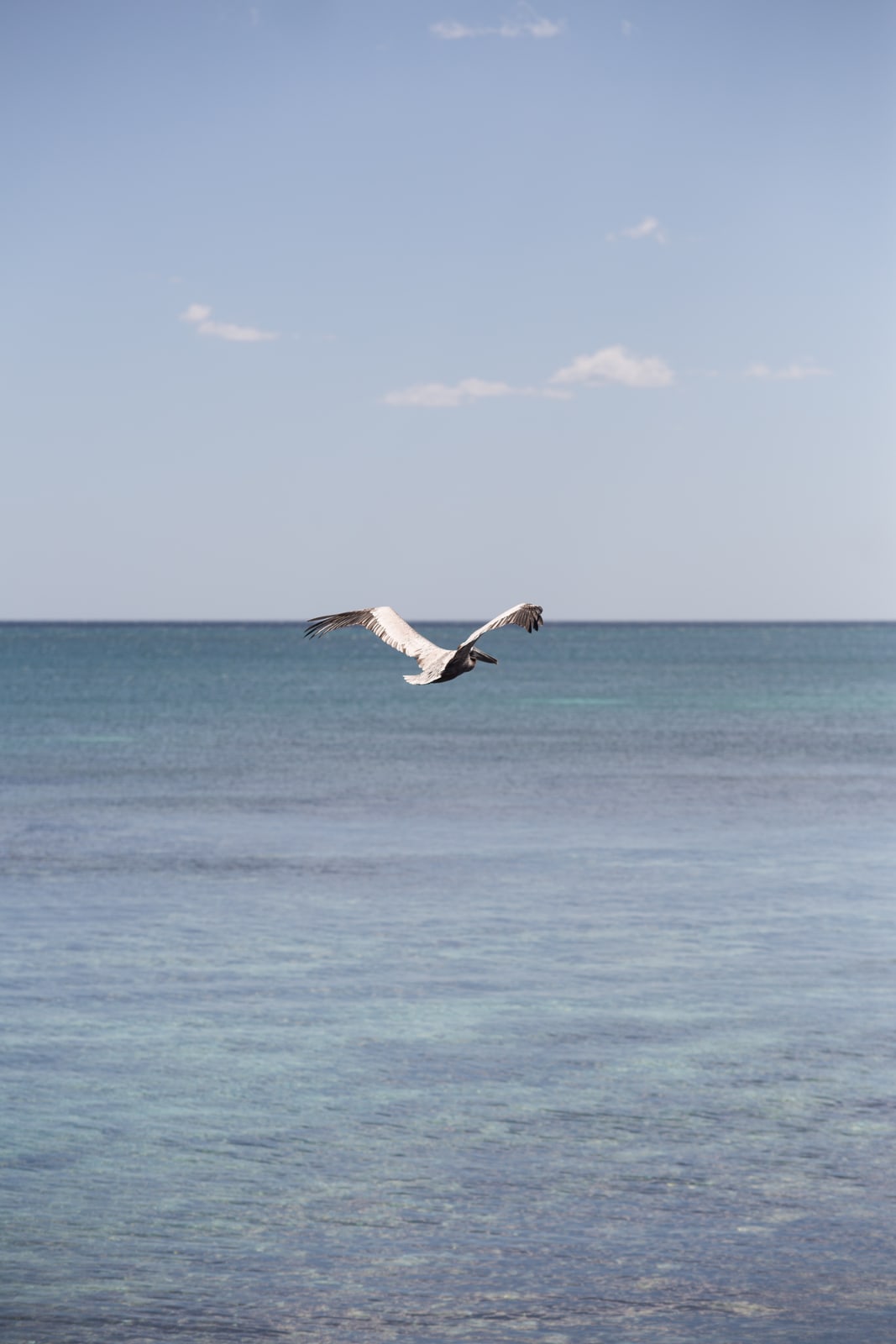 Pelican Mexico Print Study story frame 2: A quiet Mexico travel-print study: pale water, pelican movement, open sky and a little documentary place context.