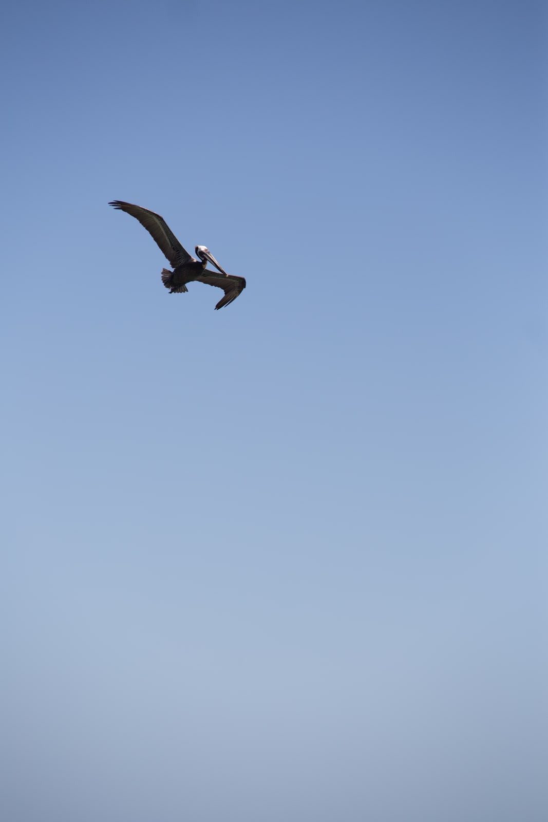 Pelican Mexico Print Study story frame 7: A quiet Mexico travel-print study: pale water, pelican movement, open sky and a little documentary place context.